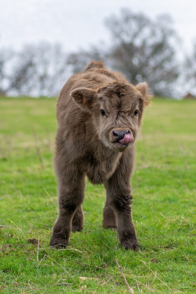 A close-up photo of a fluffy and adorable baby Highland Coo cow with a soft, fuzzy coat, standing in a green field.