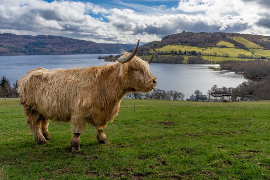 A majestic Highland Coo cow with long, curly hair and impressive horns, standing proudly in front of the stunning panoramic view of Loch Ness and Urquhart Castle in the background.