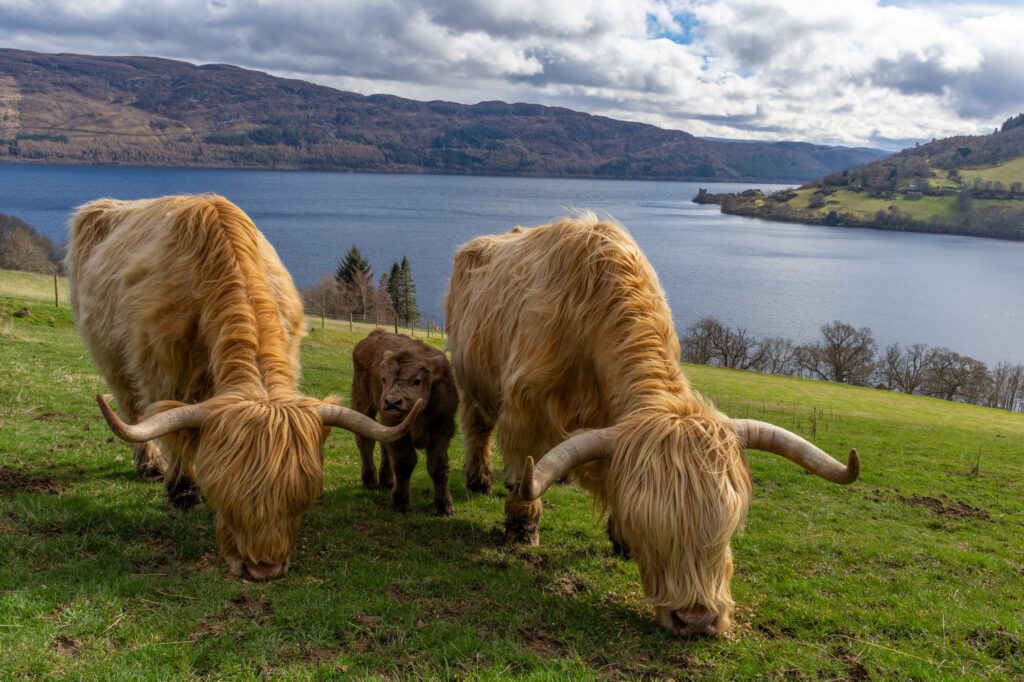 Three shaggy-haired Highland Coo cows standing in a lush green field with a mountainous landscape in the background